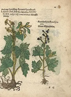 Northern wolfsbane species, Aconitum lycoctonum