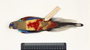 Psittaciformes Prints: Northiella haematogaster, bluebonnet