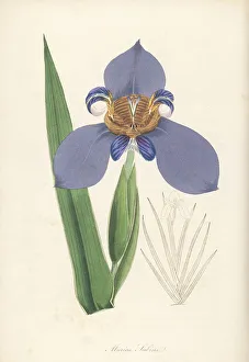 North's false flag, Trimezia northiana
