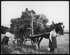Northumberland Harvest