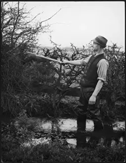 Northumberland Hedger