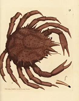 Maja Collection: Norway king crab or northern stone crab, Lithodes maja