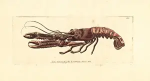 Norway lobster, Nephrops norvegicus