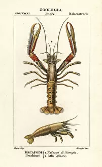Jussieu Collection: Norway lobster and shrimp