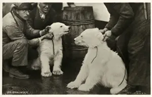 Captive Prints: Norway - Two Polar Bear Cubs