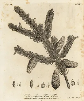 Silva Prints: Norway spruce or European spruce, Picea abies