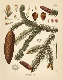 Abies Collection: Norway spruce, Picea abies