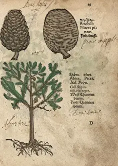 Norway spruce, Picea abies