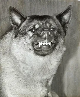 Scary Prints: Norwegian Elkhound dog snarling Date: 1950s