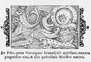 Observed Prints: Norwegian Marine Life