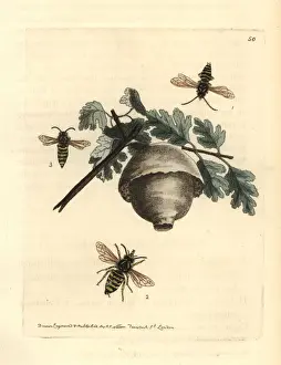 Norwegian wasp, Dolichovespula norwegica