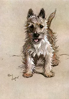 Terrier Collection: Norwich Terrier