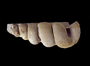 Ammonite Gallery: Nostroceras, ammonite