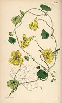 Cress Collection: Notched-petaled Indian cress, Tropaeolum crenatiflorum