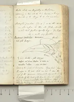 Alfred Russel Prints: Notes on birds in Macassar