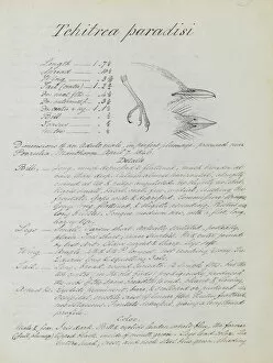 Passeriformes Collection: Notes relating to Asian Paradise Flycatcher