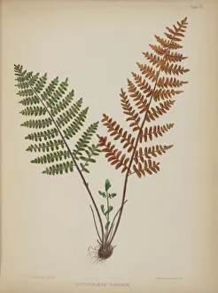 Madeira Gallery: Nothochloena marantoe