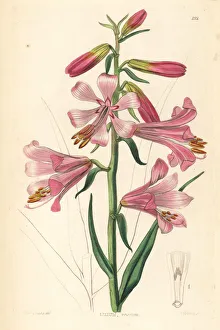 Rosy Collection: Notholirion thomsonianum