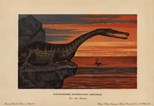 Sauropterygian Prints: Nothosaurus mirabilis, extinct sauropterygian