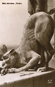 Grapes Prints: Notre Dame Cathedral Gargoyle, Paris - Chimera