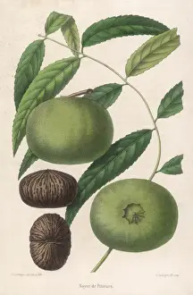 Noyer De Pitteurs