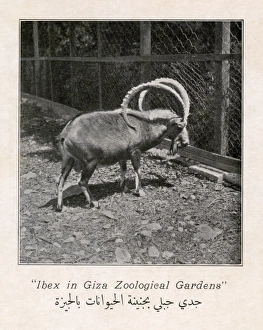 Capra Gallery: Nubian ibex in the Giza Zoo, Egypt