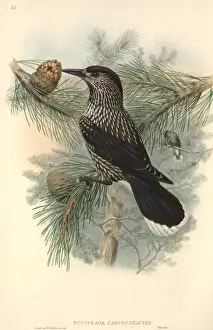 Coniferae Prints: Nucifraga caryocatactes, Eurasian nutcracker