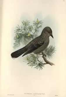Nucifraga caryocatactes, Eurasian nutcracker
