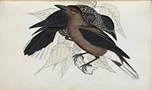 Nucifraga caryocatactes, Nutcracker