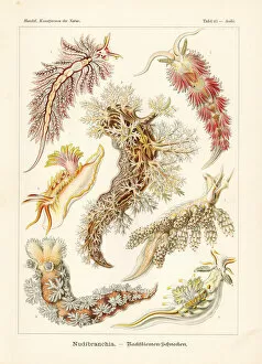 Ernst Collection: Nudibranchia or sea slugs