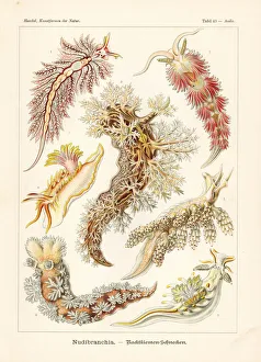 Glitsch Gallery: Nudibranchia or sea slugs