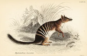 Marsupiata Prints: Numbat, Myrmecobius fasciatus. Endangered