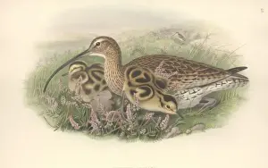 Numenius arquata, Eurasian curlew
