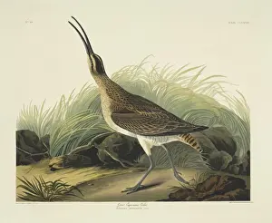 Wader Prints: Numenius phaeopus, whimbrel