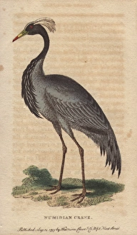 Numidian Gallery: Numidian crane, demoiselle crane or dancing