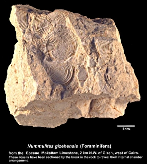 Celled Collection: Nummulites gizehensis, nummulites