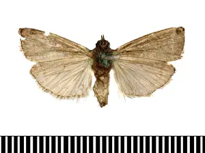 Numonia pirivorella