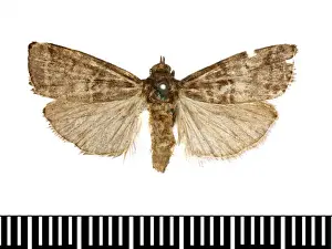 Numonia pirivorella