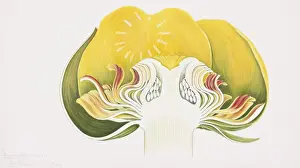 Arthur Harry Church Prints: Nuphar lutea ssp. Advena, spatter-doc