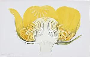 Vibrant Prints: Nuphar luteum, yellow pond lily