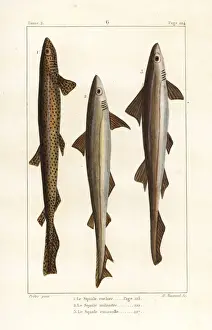 Shark Prints: Nursehound shark, tope shark and sweet william shark