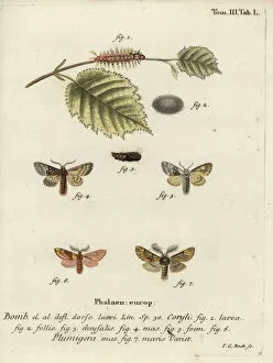 Bock Collection: Nut-tree tussock and plumed prominent