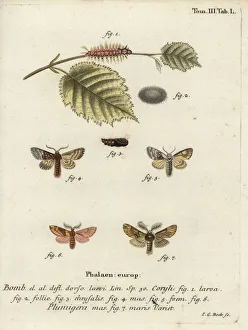 Phalaena Collection: Nut-tree tussock and plumed prominent