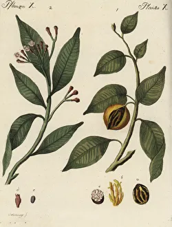 Bertuch Gallery: Nutmeg and clove spice trees