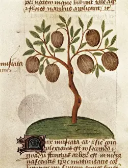Materia Prints: Nutmeg. Illustration from Tractatus de herbis