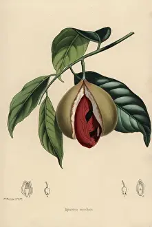 Moschata Prints: Nutmeg and mace, Myristica moschata