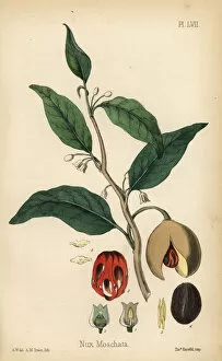Nutmeg and mace tree, Myristica fragrans