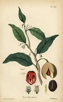Spice Prints: Nutmeg and mace tree, Myristica fragrans