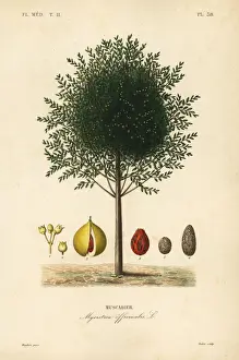 Nutmeg and mace tree, Myristica fragrans