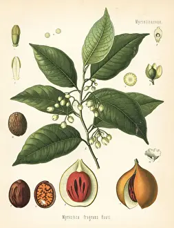Nutmeg and mace tree, Myristica fragrans